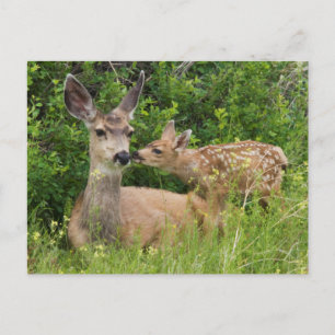 Maultierhirschweibchen mit Kitz Postkarte