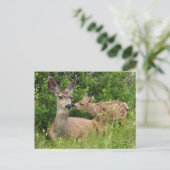 Maultierhirschweibchen mit Kitz Postkarte (Stehend Vorderseite)