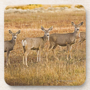 Maultierrotwild (Odocoileus hemionus) eins auf Untersetzer