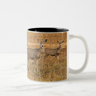 Maultierrotwild (Odocoileus hemionus) eins auf Zweifarbige Tasse