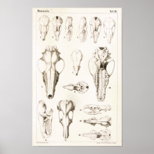 Maultwurf- und Spitzmausschädel Veterinäranatomie Poster