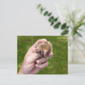 Maulwurf gegen Gras.jpg Postkarte (Stehend Vorderseite)