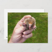 Maulwurf gegen Gras.jpg Postkarte (Vorne/Hinten)