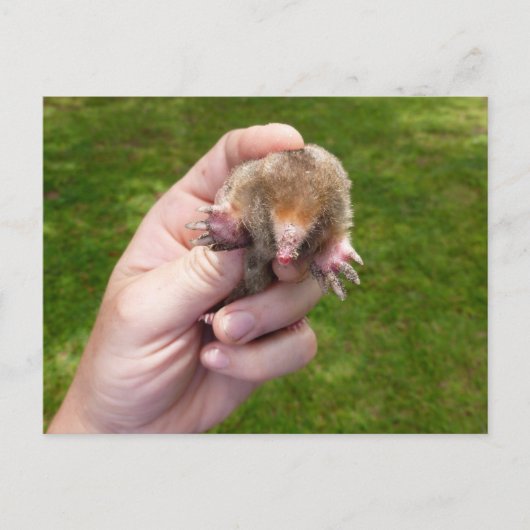 Maulwurf gegen Gras.jpg Postkarte (Vorderseite)