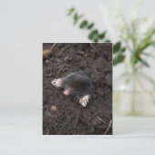 Maulwurm Postkarte (Stehend Vorderseite)