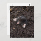 Maulwurm Postkarte (Vorne/Hinten)