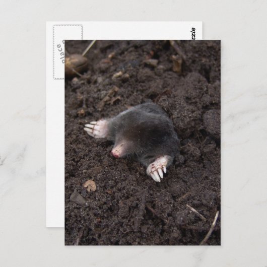 Maulwurm Postkarte (Vorne/Hinten)