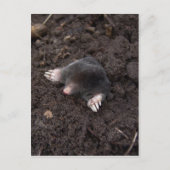 Maulwurm Postkarte (Vorderseite)