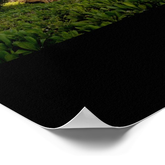 Mauna Kea Resort Poster (Ecke)