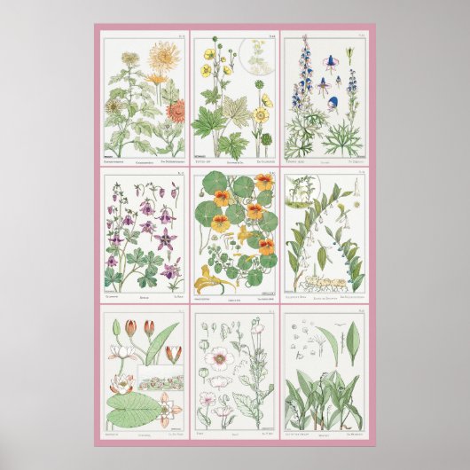 Maurice Pillard Verneuil Botanische Illustrationen Poster (Vorne)