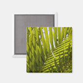 Mauritius, Central Mauritius, Moka, Palm 2 Magnet (Vorderseite/Rückseite)