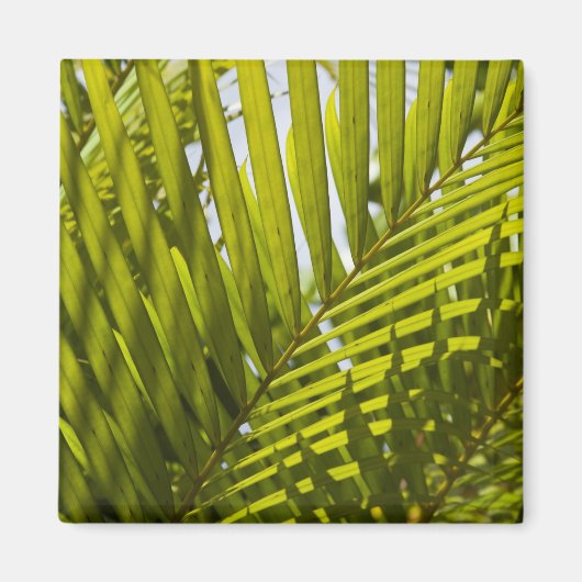Mauritius, Central Mauritius, Moka, Palm 2 Magnet (Vorne)