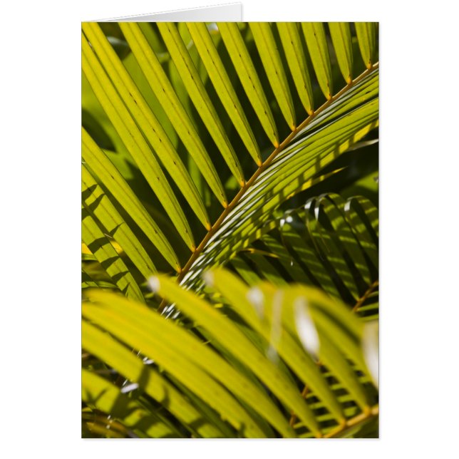 Mauritius, Central Mauritius, Moka, Palme (Vorne)