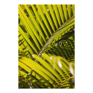 Mauritius, Central Mauritius, Moka, Palme Fotodruck