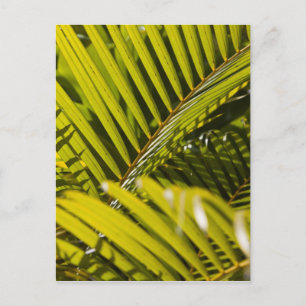 Mauritius, Central Mauritius, Moka, Palme Postkarte