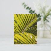 Mauritius, Central Mauritius, Moka, Palme Postkarte (Stehend Vorderseite)