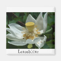 Mauritius, Lotosblüte