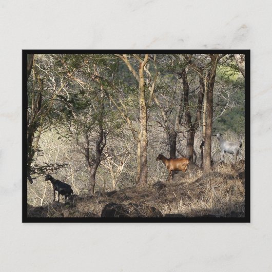 Mauritius / Maurice Postkarte (Vorderseite)