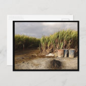 Mauritius / Maurice Postkarte (Vorne/Hinten)