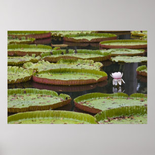 Mauritius, Pamplemousse, SSR Botanical Poster