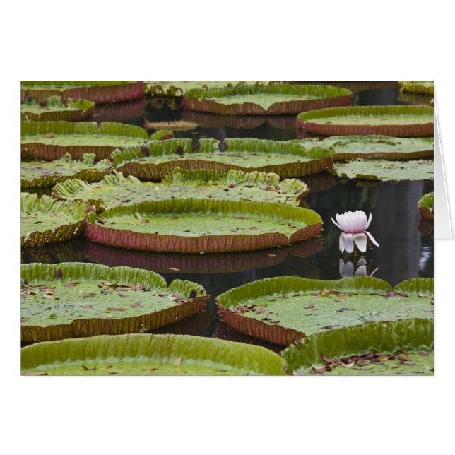 Mauritius, Pamplemousses, SSR Botanical (Vorderseite (Horizontal))