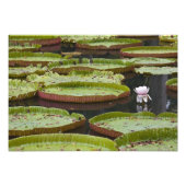 Mauritius, Pamplemousses, SSR Botanical Fotodruck (Vorne)