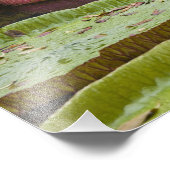 Mauritius, Pamplemousses, SSR Botanical Fotodruck (Ecke)