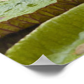 Mauritius, Pamplemousses, SSR Botanical Poster (Ecke)