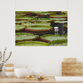 Mauritius, Pamplemousses, SSR Botanical Poster (Küche)