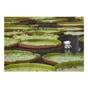 Mauritius, Pamplemousses, SSR Botanischer Garten Fotodruck