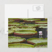 Mauritius, Pamplemousses, SSR Botanischer Garten Postkarte (Vorne/Hinten)