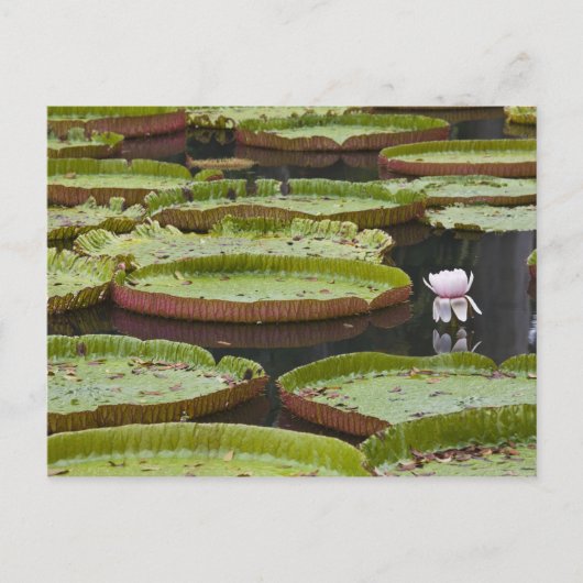 Mauritius, Pamplemousses, SSR Botanischer Garten Postkarte (Vorderseite)