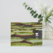 Mauritius, Pamplemousses, SSR Botanischer Garten Postkarte (Stehend Vorderseite)