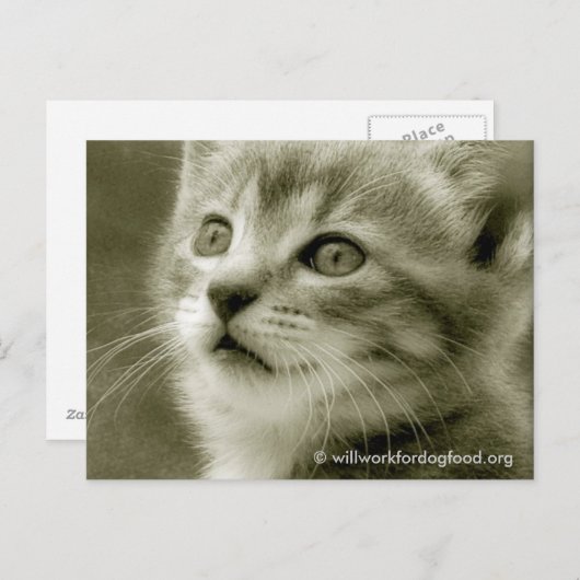 Maus beim Beobachten einer Vogel-Postkarte Postkarte (Vorne/Hinten)