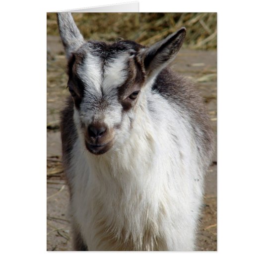 Maus die Ziege (Vorne)