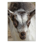 Maus die Ziege (Vorne)