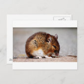 Maus drucken postkarte (Vorne/Hinten)