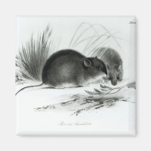 Maus, Feuerland, Südamerika c.1832-36 Magnet