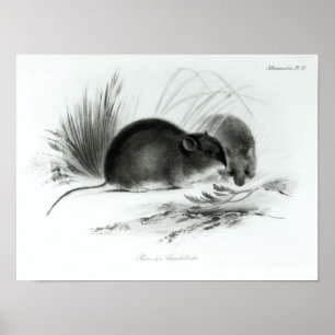 Maus, Feuerland, Südamerika c.1832-36 Poster