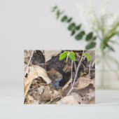 Maus im Haus Postkarte (Stehend Vorderseite)