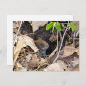 Maus im Haus Postkarte (Vorne/Hinten)