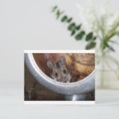 Maus in einem Teekessel Postkarte (Stehend Vorderseite)