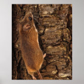 Maus Kletterbaum Poster (Vorne)