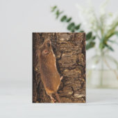 Maus Kletterbaum Postkarte (Stehend Vorderseite)