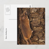 Maus Kletterbaum Postkarte (Vorne/Hinten)