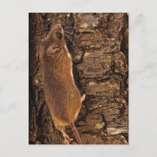Maus Kletterbaum Postkarte (Vorderseite)