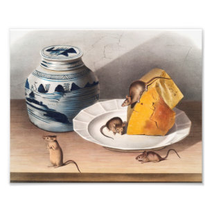 Maus (Mus-musculus) Illustration Fotodruck
