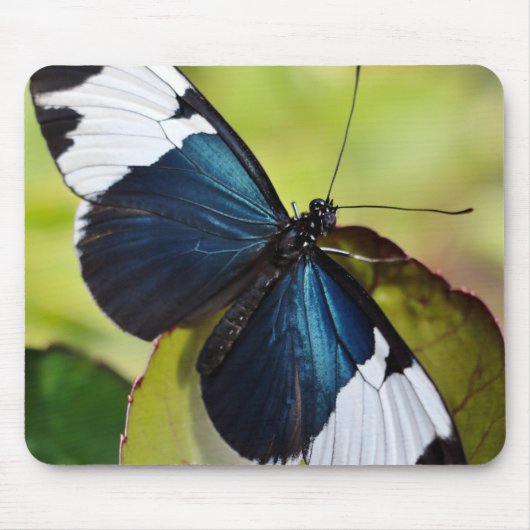 Maus-Pad/Blaue Langschwingenschmetterling Mousepad (Vorne)