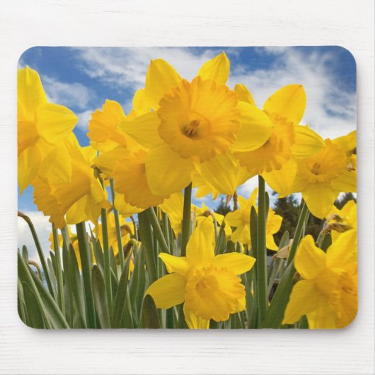 Maus Pad-Daffodils Mousepad (Vorne)