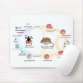 Maus Pad Diagramm Babesia microti Lebenszyklus Mousepad (Mit Mouse)